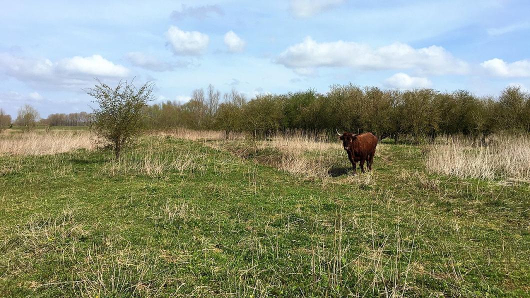 Natuur in de Gelderse Poort.