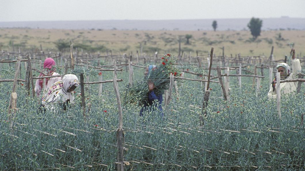 Bloementeelt in Kenia.