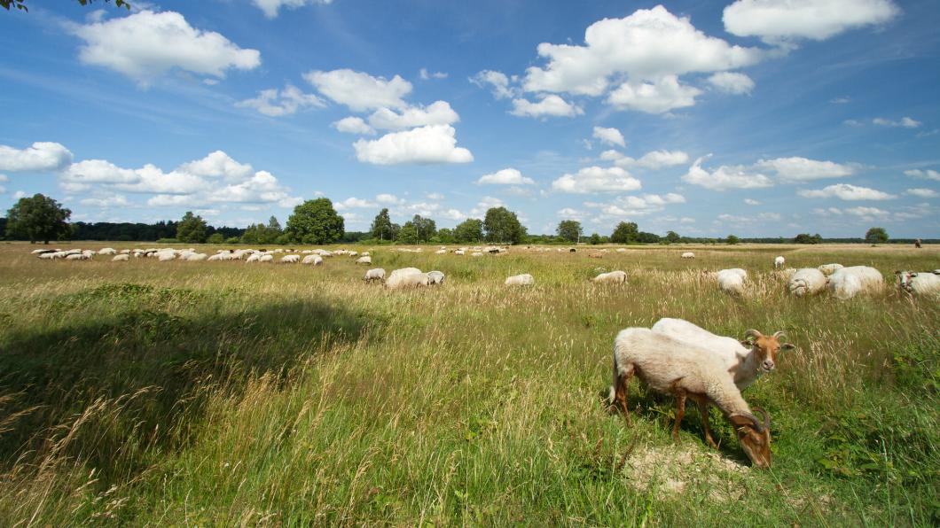 Schaapskudde in Dwingelderveld.